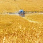 Wheat field