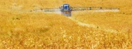 Wheat field